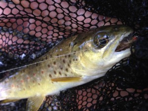 Juvenile Brown Trout caught by Reid Anderson.